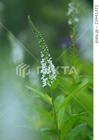 オカトラノオ 23441372