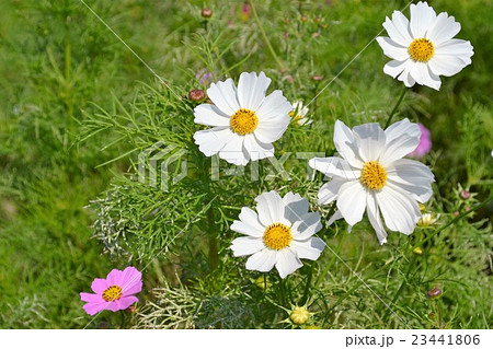 佐賀空港コスモス園 佐賀空港コスモス園 23441806