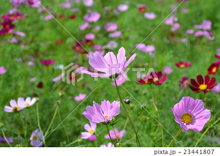 俵山コスモス園 23441807