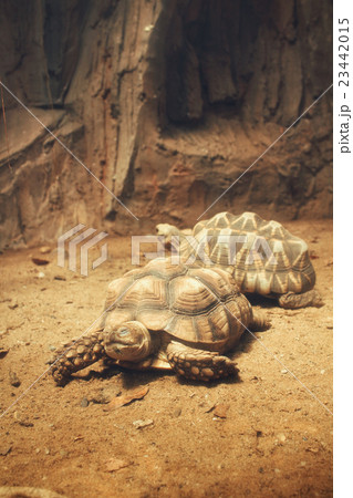 Turtle Turtle 23442015