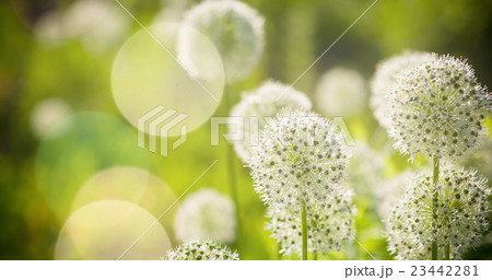 Beautiful White Allium circular globe shaped 23442281