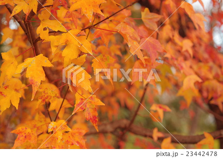 トウカエデの黄葉 23442478