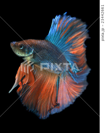 Betta fish or Siamese fighting fish 23442661