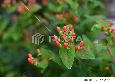 コボウズオトギリ 23442771