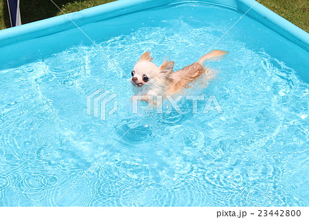 泳ぐ犬 の写真素材