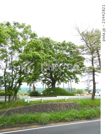 箱根旧街道（三島） 23442821