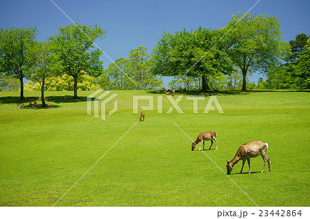 奈良公園・春・鹿のおかげで芝刈り無用 奈良公園・春・鹿のおかげで芝刈り無用 23442864