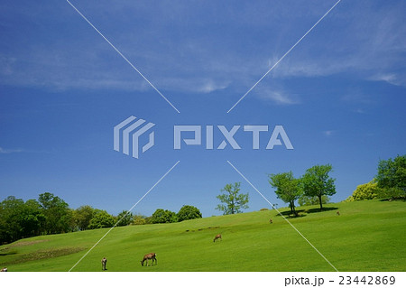 快晴の奈良公園・飛火野 快晴の奈良公園・飛火野 23442869