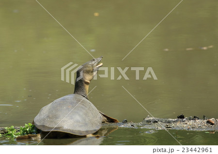 スッポン スッポン 23442961