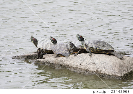 ミドリガメ 23442963