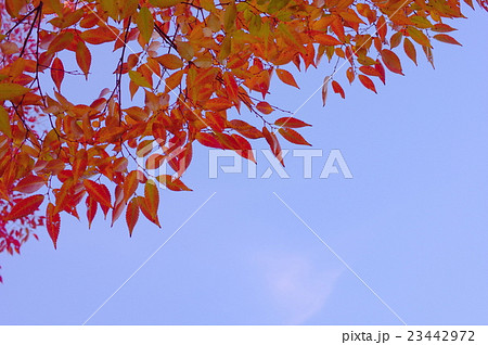 ケヤキの紅葉 23442972