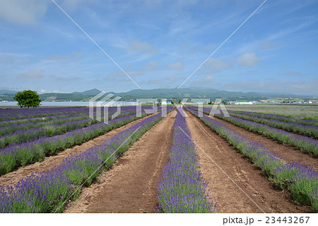 ラベンダー畑 23443267
