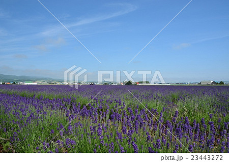ラベンダー畑 23443272