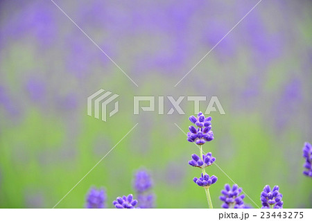 ラベンダー畑 23443275