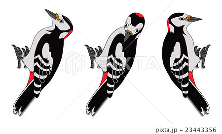 Woodpecker Image Isolated On White Background Stock Illustration