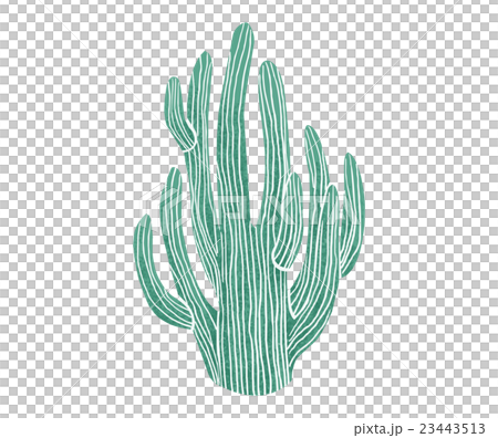 Cactus 23443513