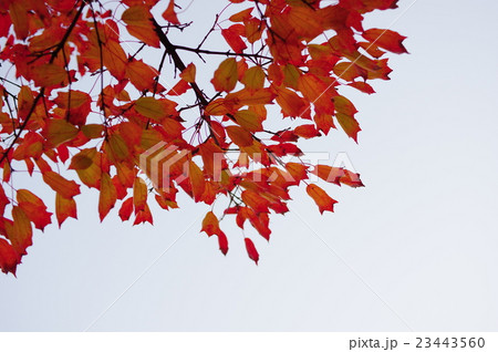トウカエデの紅葉 23443560