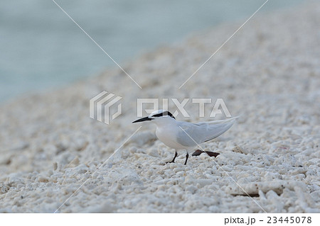 エリグロアジサシ エリグロアジサシ 23445078