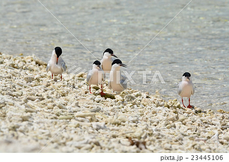 ベニアジサシの群れ 23445106