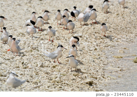 ベニアジサシ 23445110