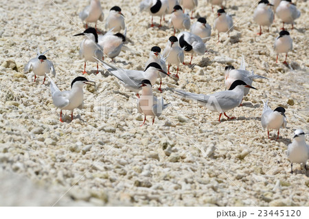 ベニアジサシの群れ 23445120
