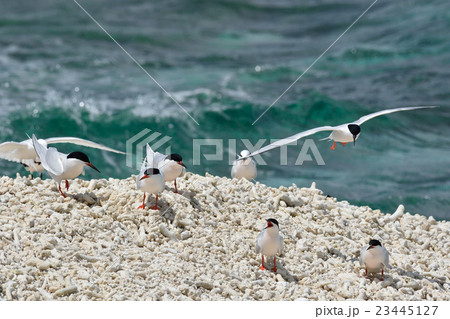 ベニアジサシの群れ 23445127