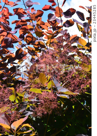 ケムリノキ 23445285