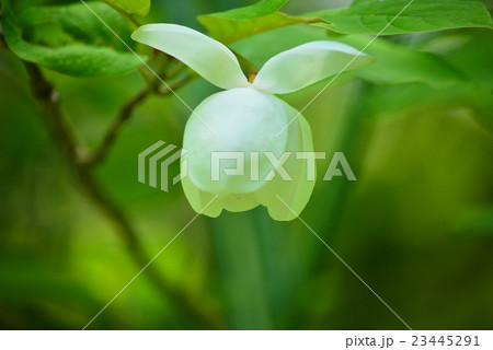 オオヤマレンゲ オオヤマレンゲ 23445291