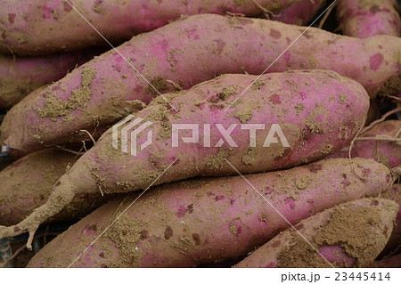 採れたてのサツマイモ 採れたてのサツマイモ 23445414