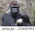 ゴリラの食事 23445493