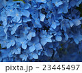 青色の紫陽花 23445497