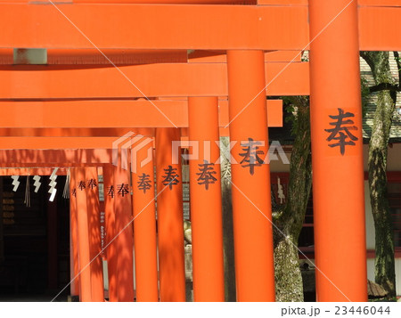 神戸の名所「湊川神社」境内にある「楠本稲荷神社」 神戸の名所「湊川神社」境内にある「楠本稲荷神社」 23446044