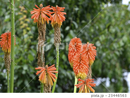 オオトリトマ オオトリトマ 23446563