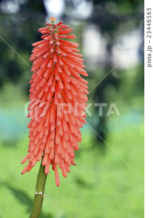 オオトリトマ オオトリトマ 23446565