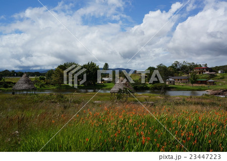 カマの滝付近に咲く極楽鳥花の群生 カマの滝付近に咲く極楽鳥花の群生 23447223