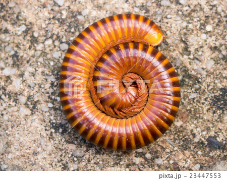 Red millipede curl itself on concrete background 23447553