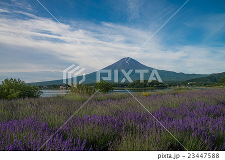 河口湖大石公園のラベンダーと富士山 河口湖大石公園のラベンダーと富士山 23447588