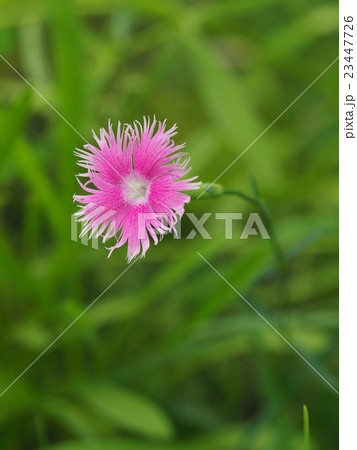 カワラナデシコ 23447726