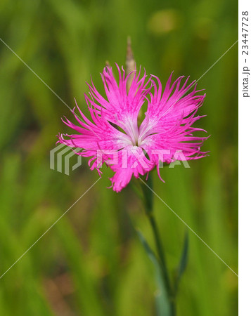 カワラナデシコ 23447728