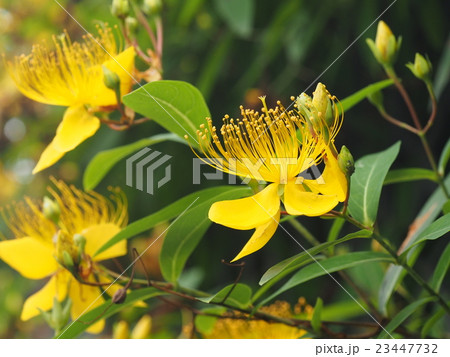 ビヨウヤナギ ビヨウヤナギ 23447732