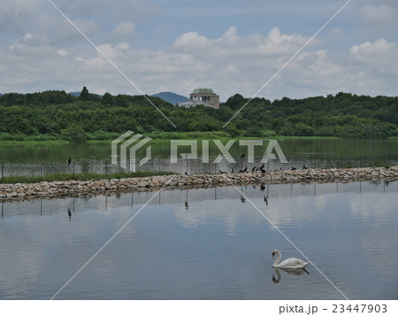 昆陽池公園・伊丹 23447903