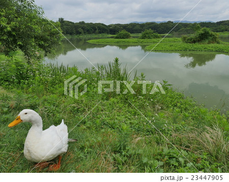 昆陽池公園・伊丹 23447905