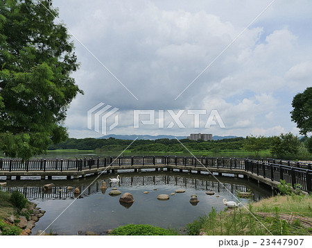 昆陽池公園・伊丹 23447907