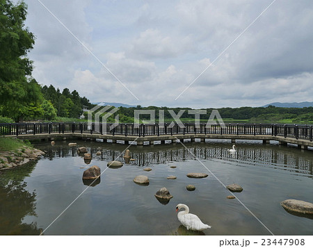 昆陽池公園・伊丹 23447908