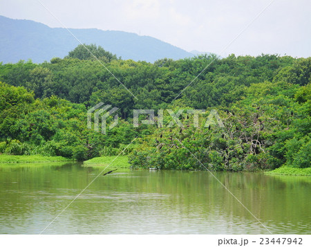 昆陽池公園・伊丹 昆陽池公園・伊丹 23447942