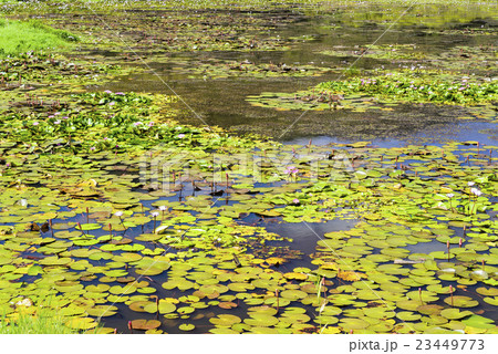 湿原 湿地 沼地 23449773