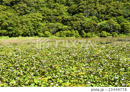 湿原 湿地 沼地 23449778
