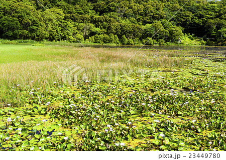 湿原 湿地 沼地 23449780