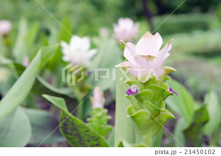 Siam Tulip flowers in the garden 23450102
