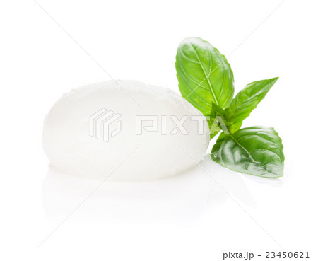 Mozzarella cheese and basil 23450621
